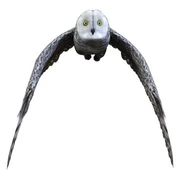 3D Rendering Snow Owl on White Stock Illustration