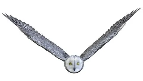 3D Rendering Snow Owl on White Stock Illustration