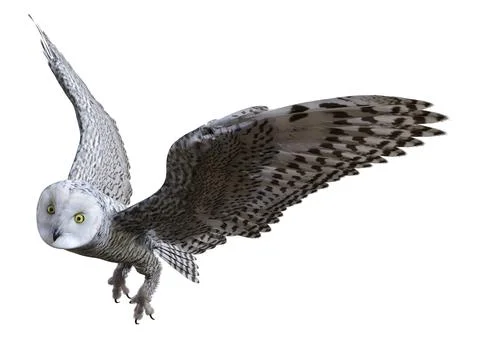 3D Rendering Snow Owl on White Stock Illustration
