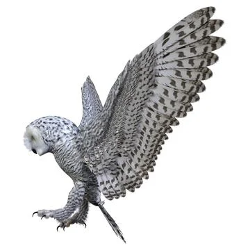 3D Rendering Snow Owl on White Stock Illustration