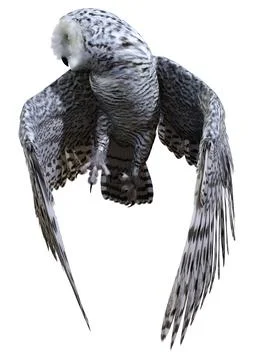 3D Rendering Snow Owl on White Stock Illustration