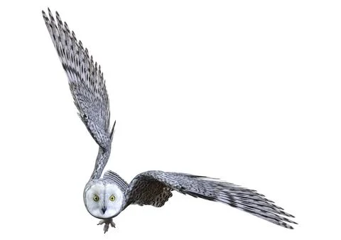 3D Rendering Snow Owl on White Stock Illustration