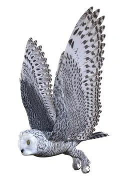 3D Rendering Snow Owl on White Stock Illustration