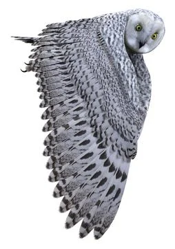3D Rendering Snow Owl on White Stock Illustration