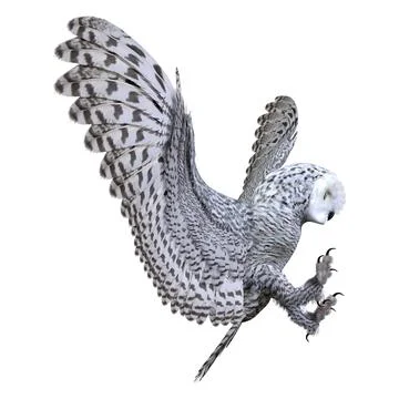3D Rendering Snow Owl on White Stock Illustration