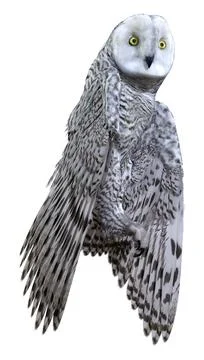 3D Rendering Snow Owl on White Stock Illustration