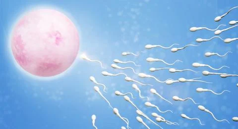 3d rendering Sperm and egg cell  science content. Stock Illustration