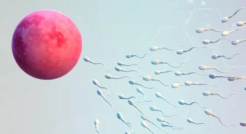 3d rendering Sperm and egg cell  science content. Stock Illustration