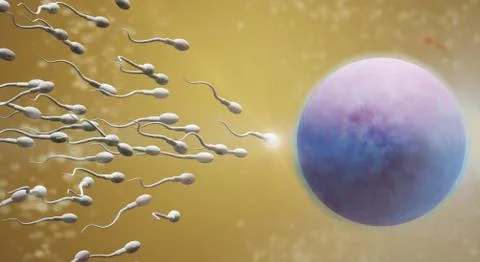 3d rendering Sperm and egg cell  science content. Stock Illustration