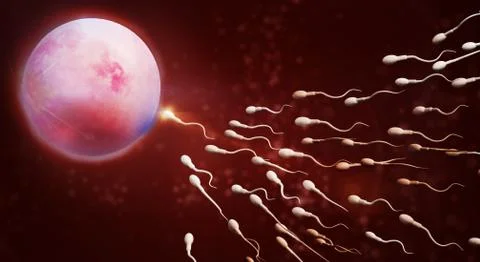 3d rendering Sperm and egg cell  science content. Stock Illustration
