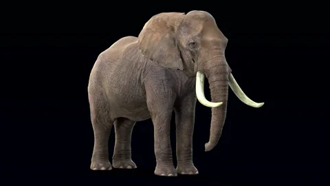 3d rendering of the standing elephant. black background Video stock 251802521