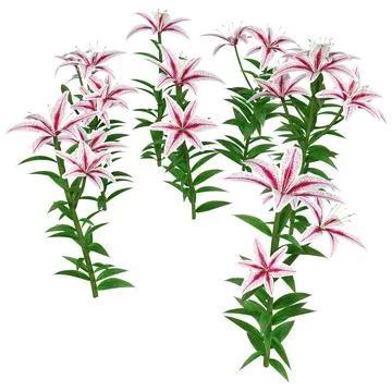 3D Rendering Stargazer Asiatic Lily Flowers on White Stock Illustration