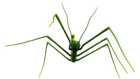 3D Rendering Stick Insect on White Stock Illustration