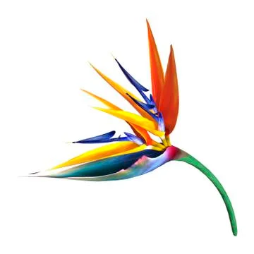 3D Rendering Strelitzia Flower on White Illustration