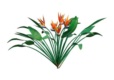 3D Rendering Strelitzia on White Stock Illustration