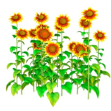 3D Rendering Sunflower Plants on White Stock Illustration
