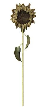 3D Rendering Sunflower on White Stock Illustration