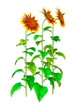 3D Rendering Sunflowers on White Stock Illustration