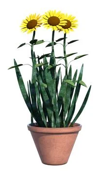 3D Rendering Sunflowers on White Stock Illustration