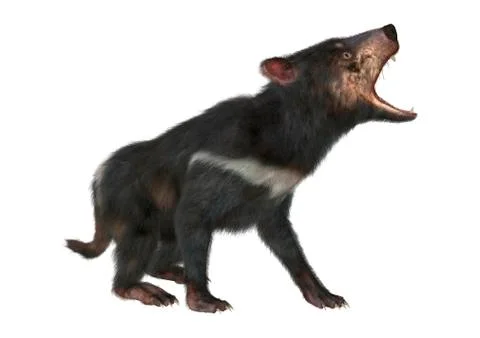 3D Rendering Tasmanian Devil on White Stock Illustration