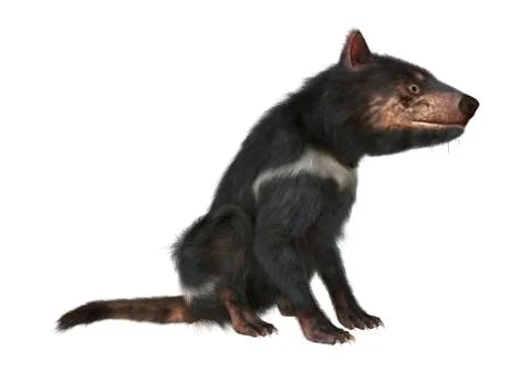 3D Rendering Tasmanian Devil on White Illustrazione stock