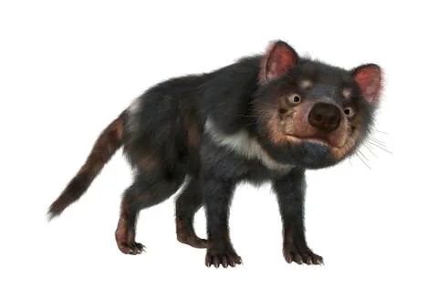 3D Rendering Tasmanian Devil on White Illustrazione stock