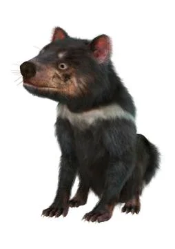 3D Rendering Tasmanian Devil on White Stock Illustration