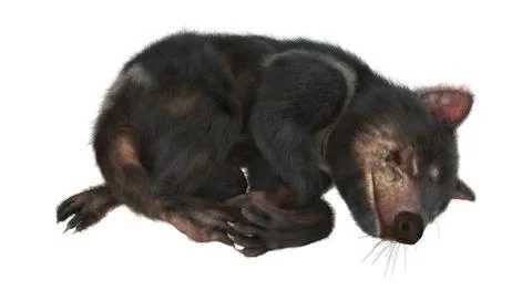 3D Rendering Tasmanian Devil on White Stock Illustration
