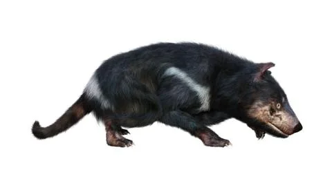 3D Rendering Tasmanian Devil on White Stock Illustration