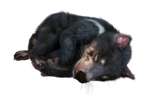 3D Rendering Tasmanian Devil on White Stock Illustration