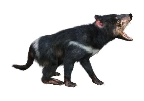 3D Rendering Tasmanian Devil on White Illustrazione stock