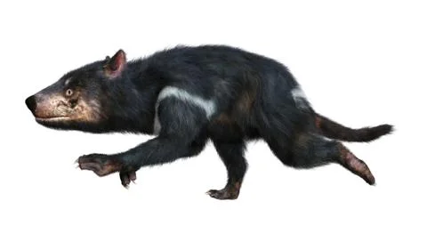 3D Rendering Tasmanian Devil on White Stock Illustration