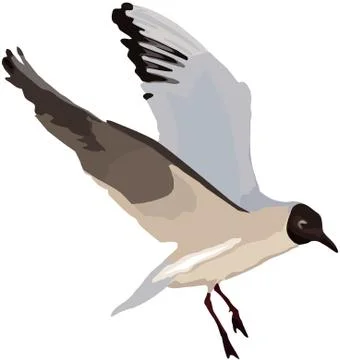 3d rendering of a tern in flight on white background Stock Illustration