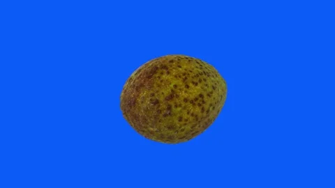 3D rendering of a textured green fruit rotating against a blue background Stock-Footage 297584279