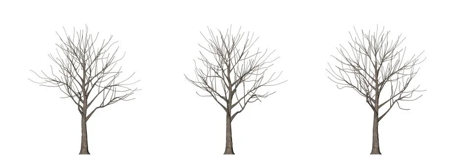 3d rendering of three trees isolated on white Stock Illustration