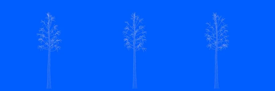 3d rendering of three trees as lines on a blue background Stock Illustration