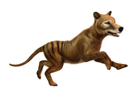 3D Rendering Thylacine on White Stock Illustration