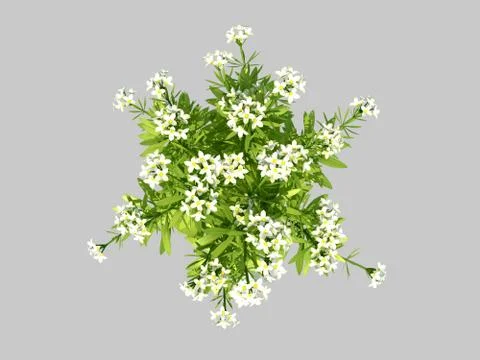 3d rendering of a top view flower with leafs Stock Illustration