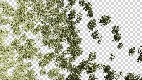 3d rendering top view of leaf Stock Photos