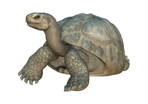 3D Rendering Turtle Galapagos Tortoise on White Illustrazione stock