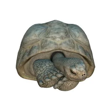 3D Rendering Turtle Galapagos Tortoise on White Stock Illustration