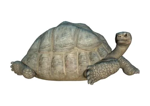 3D Rendering Turtle Galapagos Tortoise on White Stock Illustration
