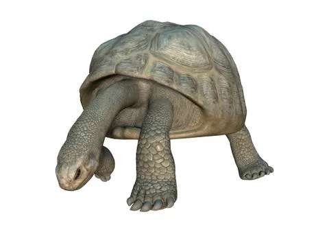 3D Rendering Turtle Galapagos Tortoise on White Stock Illustration