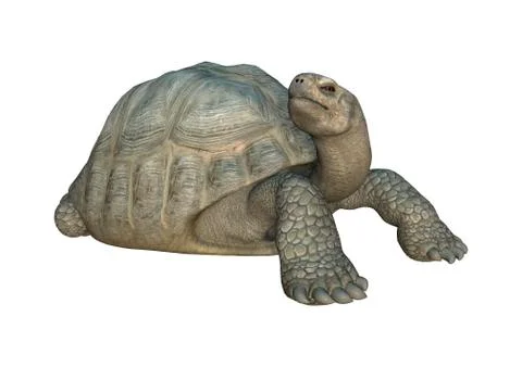 3D Rendering Turtle Galapagos Tortoise on White Illustrazione stock