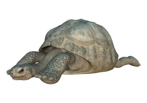 3D Rendering Turtle Galapagos Tortoise on White Stock Illustration