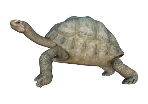 3D Rendering Turtle Galapagos Tortoise on White Stock Illustration