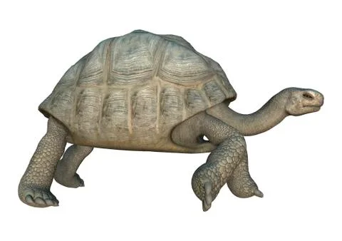 3D Rendering Turtle Galapagos Tortoise on White Stock Illustration