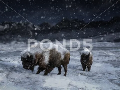3D rendering of two majestic bison in a winter landscape. Stock Illustration