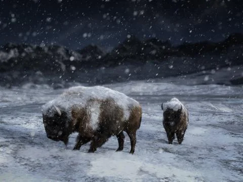 3D rendering of two majestic bison in a winter landscape. Stock Illustration
