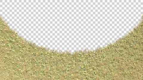  3d rendering of various grasses Stock Photos